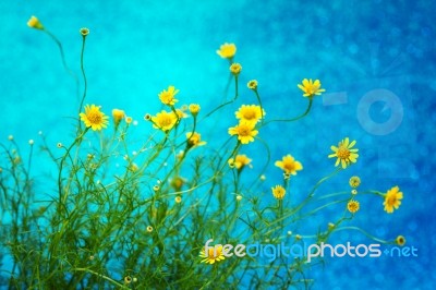 Small Pretty Yellow Daisy On Blue Background Stock Photo