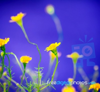 Small Pretty Yellow Daisy On Blue Background Stock Photo