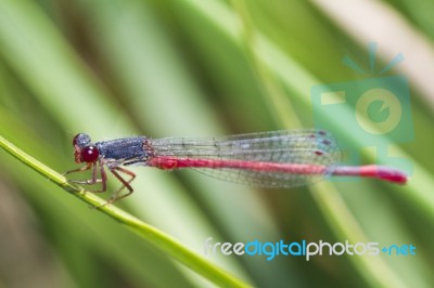 Small Red Damselfly (ceriagrion Tenellum) Stock Photo