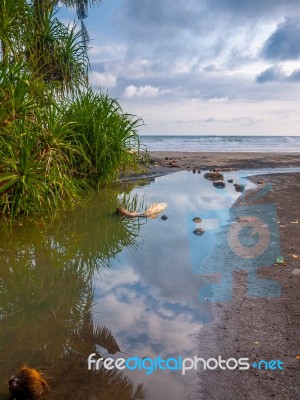 Small River On The Beach With Plants Stock Photo