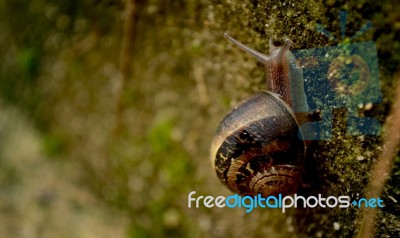 Small Snail Stock Photo