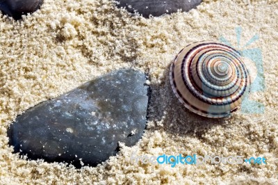 Small Sundial Seashell Stock Photo