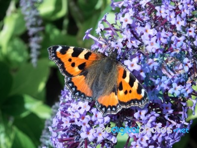 Small Tortoiseshell (aglais Urticae) Feeding Stock Photo