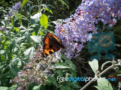 Small Tortoiseshell (aglais Urticae) Feeding On A Buddleia Stock Photo