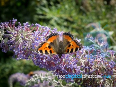 Small Tortoiseshell (aglais Urticae) Feeding On A Buddleia Stock Photo