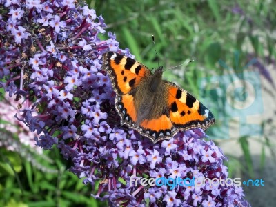 Small Tortoiseshell (aglais Urticae) Feeding On A Buddleia Stock Photo