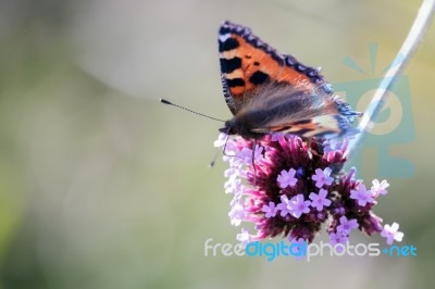 Small Tortoiseshell (aglais Urticae L.) Stock Photo