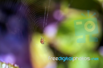 Small Uk Garden Spider Stock Photo