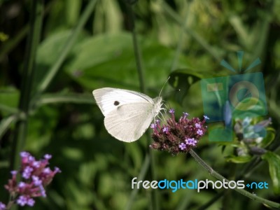 Small White (pieris Rapae) Butterfly Stock Photo