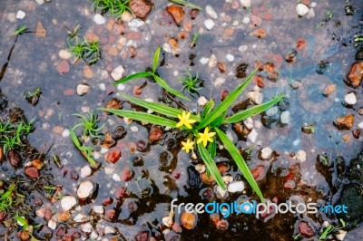 Small Wild Orchid On Waterlogged Area Stock Photo