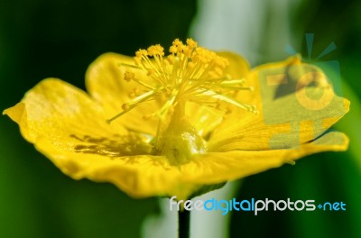 Small Yellow Pollen On Flowers Stock Photo