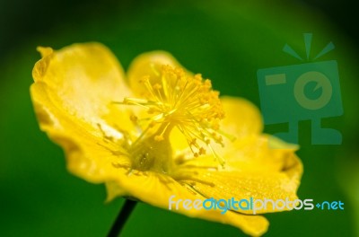 Small Yellow Pollen On Flowers Stock Photo