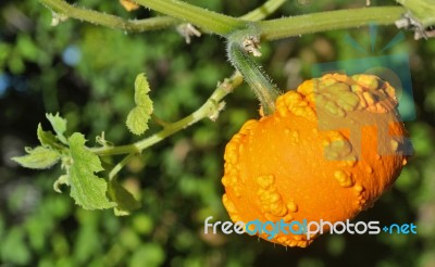 Small Yellow Pumpkin Stock Photo