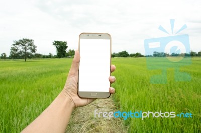 Smart Phone In Hand With Rice Field Stock Photo