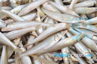 Smelts Fish Stock Photo