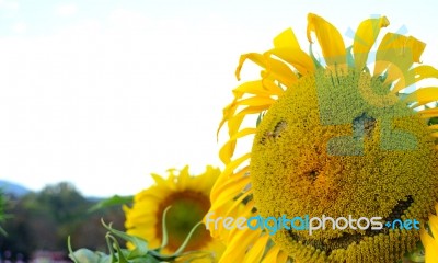 Smiley Sunflower Stock Photo