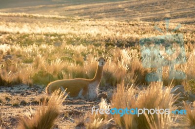 Smiley Vicuna Near Nazca Stock Photo