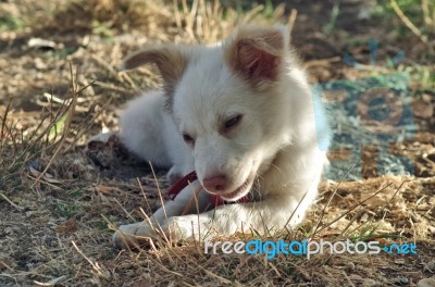 Smiling Dog Stock Photo