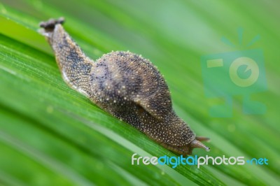 Snail Stock Photo