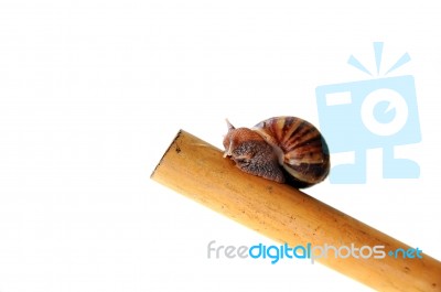 Snail Stock Photo