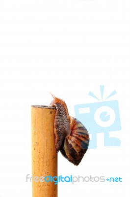 Snail Stock Photo