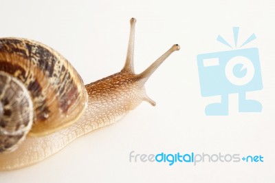 Snail Stock Photo