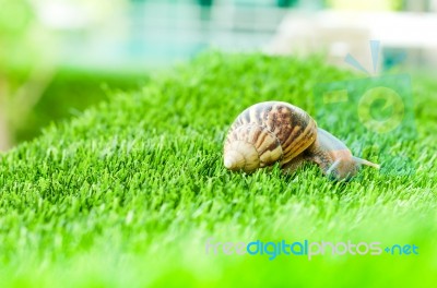 Snail Crawling Stock Photo