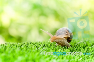 Snail Crawling Stock Photo