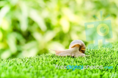 Snail Crawling Stock Photo