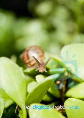 Snail Crawling On Leaves Stock Photo