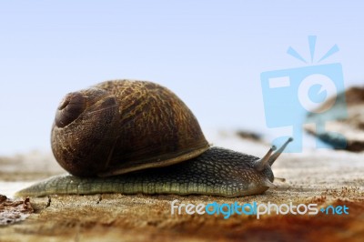 Snail Of The Wild Stock Photo