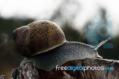 Snail Of The Wild Stock Photo