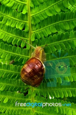 Snail On A Tree In The Garden Stock Photo