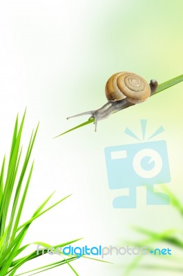 Snail On Grass Stock Photo