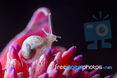 Snail On Red Flower Stock Photo