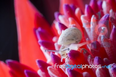 Snail On Red Flower Stock Photo