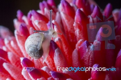 Snail On Red Flower Stock Photo