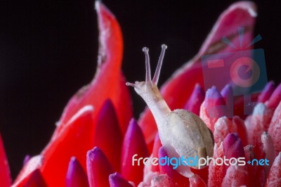 Snail On Red Flower Stock Photo