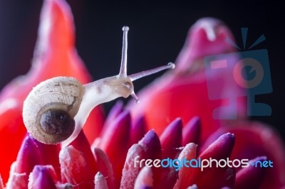 Snail On Red Flower Stock Photo