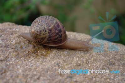 Snail on stone Stock Photo