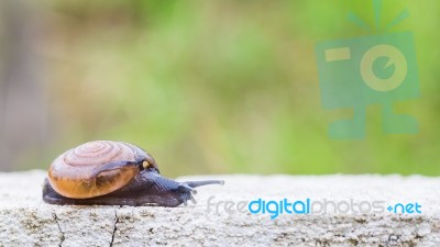 Snail On The Concrete Wall Stock Photo