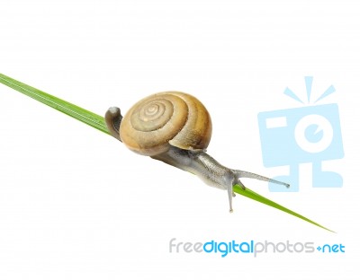 Snail On The Grass Stock Photo