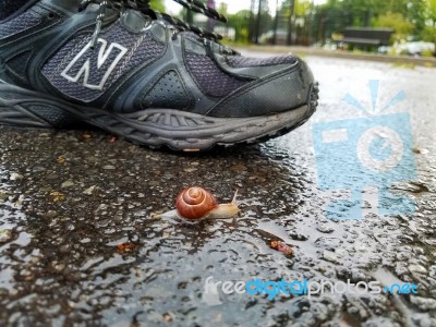 Snail On The Sidewalk Stock Photo