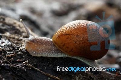 Snail On The Wild Stock Photo