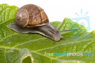 Snail On White Stock Photo