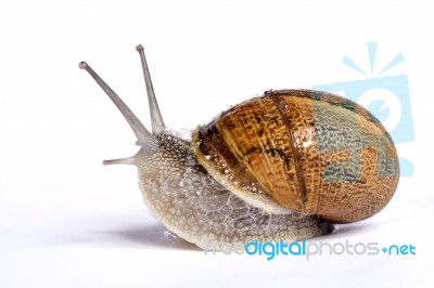 Snail On White Stock Photo