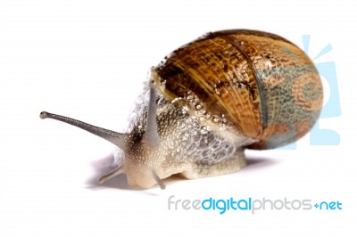 Snail On White Stock Photo