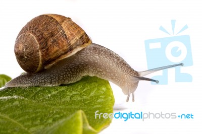 Snail On White Stock Photo