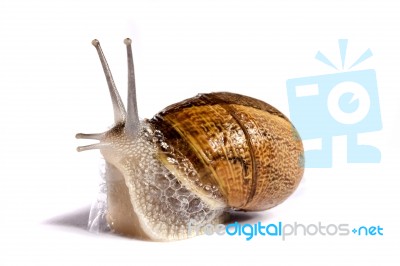 Snail On White Stock Photo