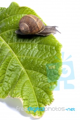 Snail On White Stock Photo